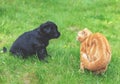 Little ginger kitten playing with little black puppy Royalty Free Stock Photo
