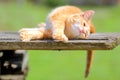 Little Ginger Kitten Stretching with Pleasure