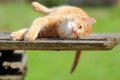 Little Ginger Kitten Stretching with Pleasure