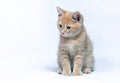 Little ginger kitten sits on a gray background Royalty Free Stock Photo