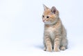 Little ginger kitten sits on a gray background Royalty Free Stock Photo