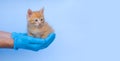 A little ginger kitten sits in the palms of the Veretinar. Male hands in blue medical gloves are holding a fluffy kitten Royalty Free Stock Photo