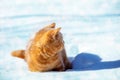 Little ginger kitten sitting on the snow Royalty Free Stock Photo