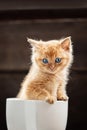 Little ginger kitten is sitting in a white mug. Royalty Free Stock Photo
