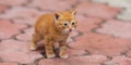 Little ginger kitten walk on the sidewalk floor