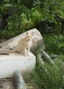 Little ginger outdoor kitten sitting on a obsolete blocks