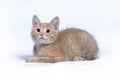 Little ginger red kitten on a gray background Royalty Free Stock Photo