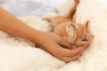 Little cute ginger tabby kitten lies and falls asleep on a soft sofa in the room. Woman`s hand stroking a cat, basking in bed Royalty Free Stock Photo