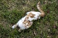 Little ginger and white kitten lying on the grass Royalty Free Stock Photo