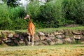 Little giraffe standing in front of a wall in a closed space
