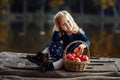 Little girl in autumn with a basket of apples. Harvesting apples