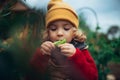 Little girl in autumn clothes eating harvested organic peas in eco garden, sustainable lifestyle. Royalty Free Stock Photo