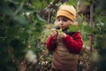 Little girl in autumn clothes eating harvested organic peas in eco garden, sustainable lifestyle. Royalty Free Stock Photo