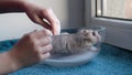 Little girl bathes hamster in foam.