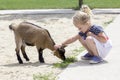 Little girl and billy goat Royalty Free Stock Photo