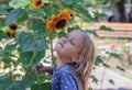 Little girl, blonde preschool girl stands near sunflowers, portrait of a child 6 years old close-up Royalty Free Stock Photo