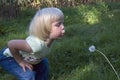 Little girl blows dangelion