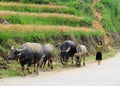 A little girl with buffaloes at countryside in Yen Bai, Vietnam