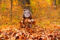 Little Girl Buried In Fall Leaves