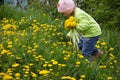 Little girl in a cap collects yellow dandelions in a clearing