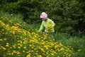 Little girl in a cap collects yellow dandelions in a clearing