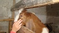 A little girl caressing a goat head. kid wants to become a veterinarian