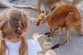 Little girl caring for an Australian kangaroo feeding Australian animals. Royalty Free Stock Photo