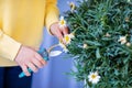 Little girl caring for balcony flowers, pruning with pruning shears, hands close-up Royalty Free Stock Photo