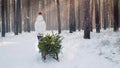 A little girl is carrying a Christmas tree on a wooden sled. Goes through the snow-covered forest, the sun`s rays shine