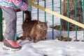 Little girl and a cat in winter, a big fluffy cat walks in a snowy park