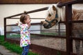 A little girl of Caucasian appearance enjoys a pony horse in a stable on a farm.