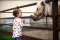 A little girl of Caucasian appearance enjoys a pony horse in a stable on a farm.