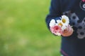 Little girl with  chamomile flowers in her hand. Royalty Free Stock Photo