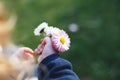 Little girl with  chamomile flowers in her hand.  girls hand with  chamomile flowers Royalty Free Stock Photo