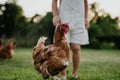 Little girl chasing chickens on a farm, running, having fun during the holidays at her grandparents& x27; countryside