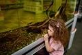 Little girl child looking on swimming fish in aquarium at pet shop Royalty Free Stock Photo