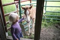 Little Girl Child Playing in Barn with Newborn Baby Horse Foal Royalty Free Stock Photo