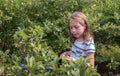 Little girl chooses the perfect blueberries Royalty Free Stock Photo