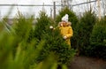 Little girl choosing christmas tree at market Royalty Free Stock Photo