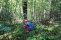 Little girl collecting mushrooms in a forest. Royalty Free Stock Photo