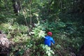 Little girl collecting mushrooms in a forest. Royalty Free Stock Photo