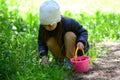 Little girl collecting mushrooms Royalty Free Stock Photo