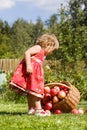 Little girl collects the apples