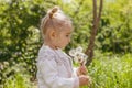 A little girl collects dandelions Royalty Free Stock Photo