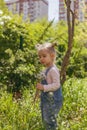 A little girl collects dandelions Royalty Free Stock Photo