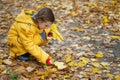 Little girl collects fallen maple Royalty Free Stock Photo