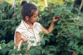 A little girl collects raspberries in the garden