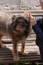 Little girl combing a dog outside Long shedding dogs coat on comb for pets in hand Excess seasonal canine hair loss care Royalty Free Stock Photo