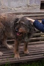 Little girl combing a dog outside Long shedding dogs coat on comb for pets in hand Excess seasonal canine hair loss care