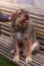 Little girl combing a dog outside Long shedding dogs coat on comb for pets in hand Excess seasonal canine hair loss care Royalty Free Stock Photo